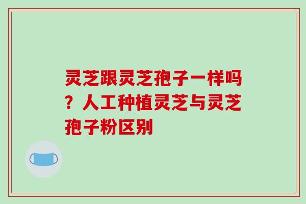灵芝跟灵芝孢子一样吗?人工种植灵芝与灵芝孢子粉区别-第1张图片-破壁灵芝孢子粉研究指南 灵芝跟灵芝孢子一样吗?人工种植灵芝与灵芝孢子粉区别-第1张图片-破壁灵芝孢子粉研究指南