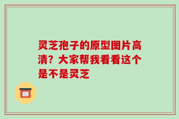 灵芝孢子的原型图片高清？大家帮我看看这个是不是灵芝-第1张图片-破壁灵芝孢子粉研究指南