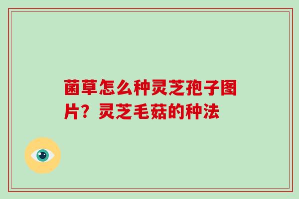 菌草怎么种灵芝孢子图片？灵芝毛菇的种法-第1张图片-破壁灵芝孢子粉研究指南