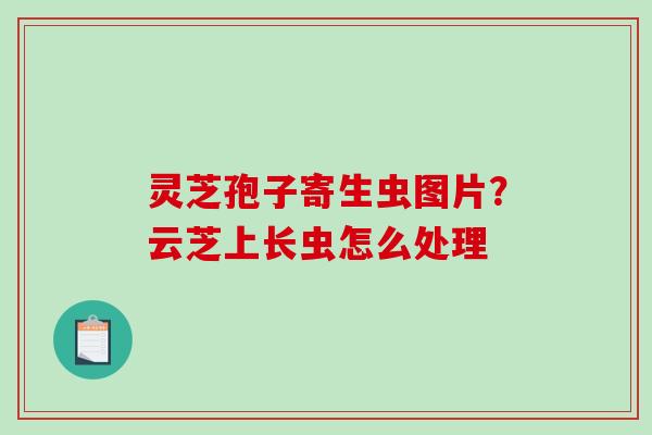 灵芝孢子寄生虫图片?云芝上长虫怎么处理-第1张图片-破壁灵芝孢子粉研究指南 灵芝孢子寄生虫图片?云芝上长虫怎么处理-第1张图片-破壁灵芝孢子粉研究指南