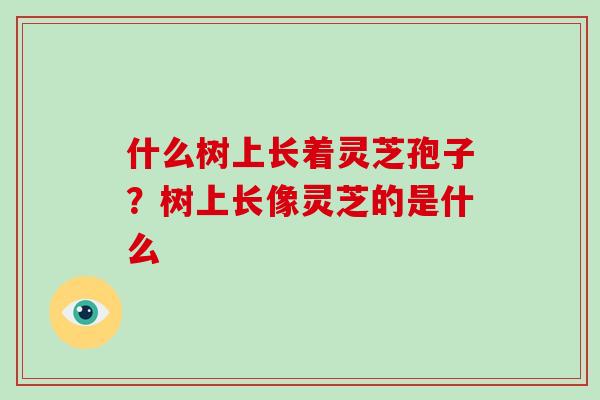 什么树上长着灵芝孢子？树上长像灵芝的是什么-第1张图片-破壁灵芝孢子粉研究指南