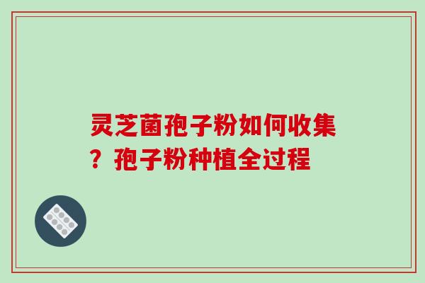 灵芝菌孢子粉如何收集？孢子粉种植全过程-第1张图片-破壁灵芝孢子粉研究指南