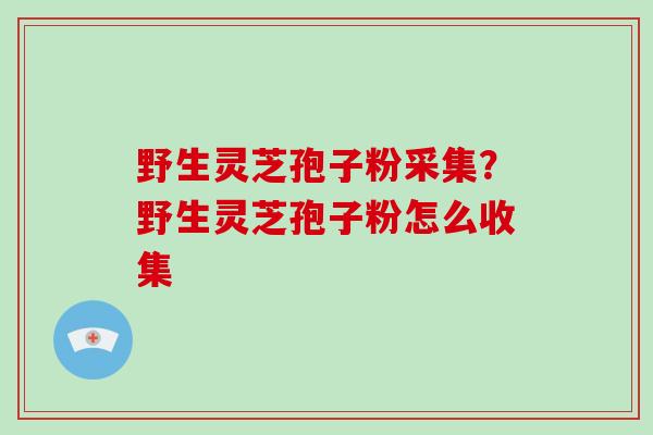 野生灵芝孢子粉采集?野生灵芝孢子粉怎么收集-第1张图片-破壁灵芝孢子粉研究指南 野生灵芝孢子粉采集?野生灵芝孢子粉怎么收集-第1张图片-破壁灵芝孢子粉研究指南