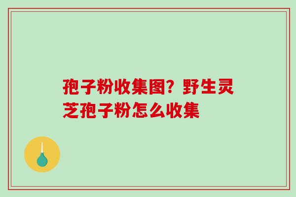 孢子粉收集图?野生灵芝孢子粉怎么收集-第1张图片-破壁灵芝孢子粉研究指南 孢子粉收集图?野生灵芝孢子粉怎么收集-第1张图片-破壁灵芝孢子粉研究指南