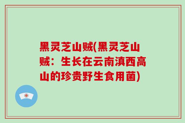 黑灵芝山贼(黑灵芝山贼:生长在云南滇西高山的珍贵野生食用菌)-第1张图片-破壁灵芝孢子粉研究指南 黑灵芝山贼(黑灵芝山贼:生长在云南滇西高山的珍贵野生食用菌)-第1张图片-破壁灵芝孢子粉研究指南