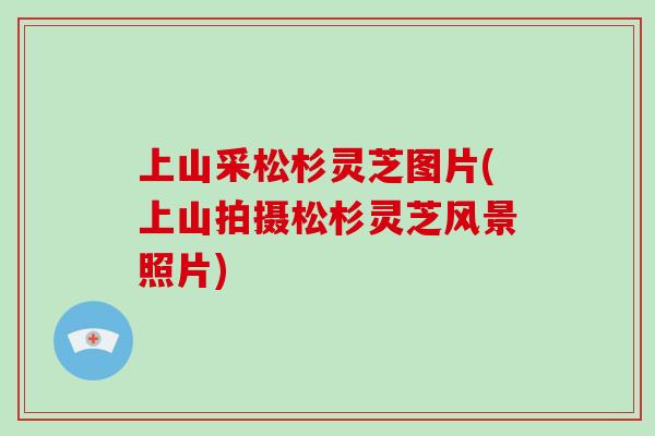 上山采松杉灵芝图片(上山拍摄松杉灵芝风景照片)-第1张图片-破壁灵芝孢子粉研究指南