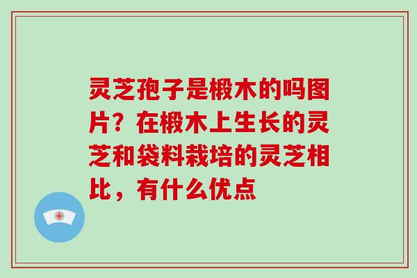 灵芝孢子是椴木的吗图片？在椴木上生长的灵芝和袋料栽培的灵芝相比，有什么优点-第1张图片-破壁灵芝孢子粉研究指南