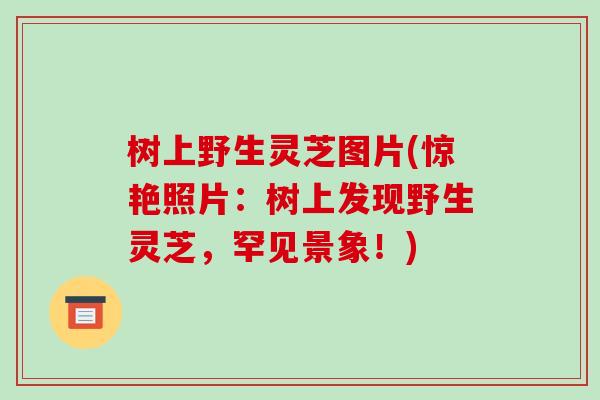 树上野生灵芝图片(惊艳照片:树上发现野生灵芝,罕见景象!)-第1张图片-破壁灵芝孢子粉研究指南 树上野生灵芝图片(惊艳照片:树上发现野生灵芝,罕见景象!)-第1张图片-破壁灵芝孢子粉研究指南