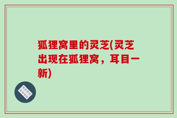 狐狸窝里的灵芝(灵芝出现在狐狸窝,耳目一新)-第1张图片-破壁灵芝孢子粉研究指南 狐狸窝里的灵芝(灵芝出现在狐狸窝,耳目一新)-第1张图片-破壁灵芝孢子粉研究指南