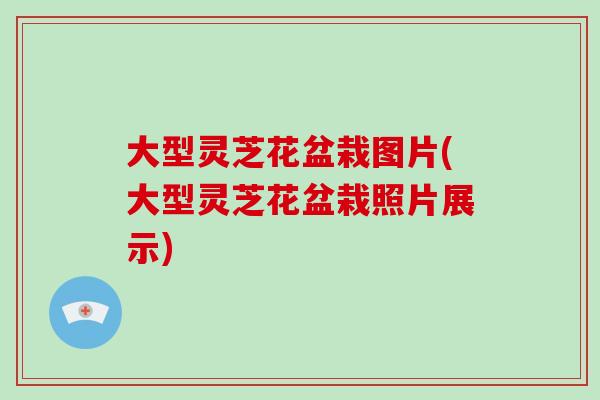 大型灵芝花盆栽图片(大型灵芝花盆栽照片展示)-第1张图片-破壁灵芝孢子粉研究指南 大型灵芝花盆栽图片(大型灵芝花盆栽照片展示)-第1张图片-破壁灵芝孢子粉研究指南