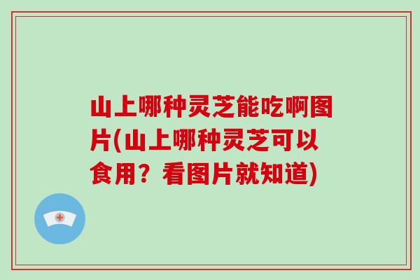 山上哪种灵芝能吃啊图片(山上哪种灵芝可以食用?看图片就知道)-第1张图片-破壁灵芝孢子粉研究指南 山上哪种灵芝能吃啊图片(山上哪种灵芝可以食用?看图片就知道)-第1张图片-破壁灵芝孢子粉研究指南