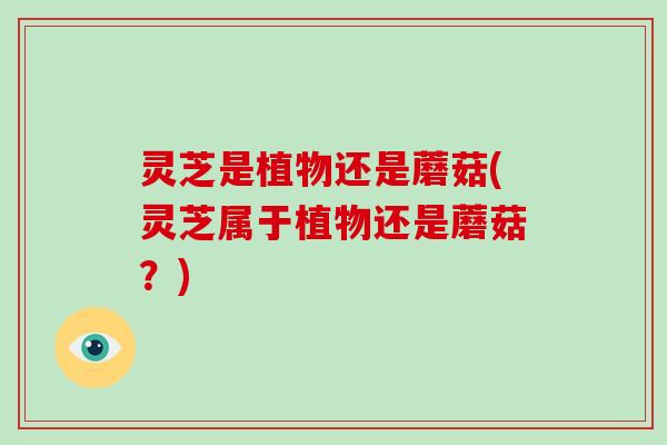 灵芝是植物还是蘑菇(灵芝属于植物还是蘑菇?)-第1张图片-破壁灵芝孢子粉研究指南 灵芝是植物还是蘑菇(灵芝属于植物还是蘑菇?)-第1张图片-破壁灵芝孢子粉研究指南
