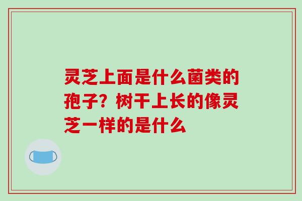 灵芝上面是什么菌类的孢子?树干上长的像灵芝一样的是什么-第1张图片-破壁灵芝孢子粉研究指南 灵芝上面是什么菌类的孢子?树干上长的像灵芝一样的是什么-第1张图片-破壁灵芝孢子粉研究指南
