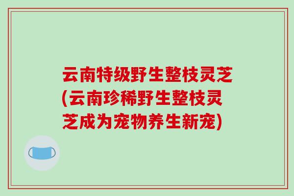 云南特级野生整枝灵芝(云南珍稀野生整枝灵芝成为宠物养生新宠)-第1张图片-破壁灵芝孢子粉研究指南 云南特级野生整枝灵芝(云南珍稀野生整枝灵芝成为宠物养生新宠)-第1张图片-破壁灵芝孢子粉研究指南
