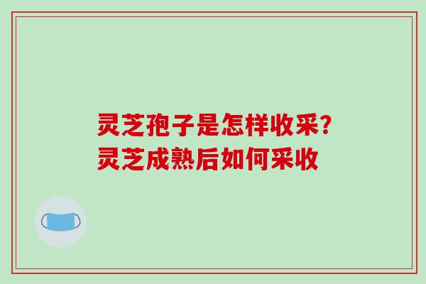 灵芝孢子是怎样收采?灵芝成熟后如何采收-第1张图片-破壁灵芝孢子粉研究指南 灵芝孢子是怎样收采?灵芝成熟后如何采收-第1张图片-破壁灵芝孢子粉研究指南