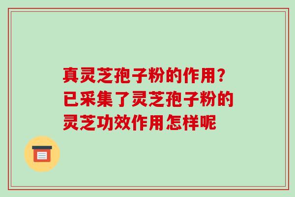 真灵芝孢子粉的作用?已采集了灵芝孢子粉的灵芝功效作用怎样呢-第1张图片-破壁灵芝孢子粉研究指南 真灵芝孢子粉的作用?已采集了灵芝孢子粉的灵芝功效作用怎样呢-第1张图片-破壁灵芝孢子粉研究指南