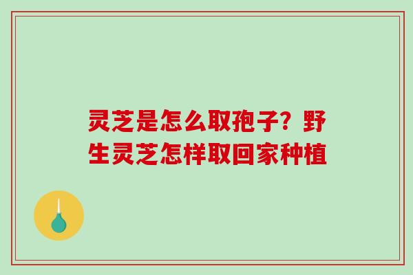 灵芝是怎么取孢子?野生灵芝怎样取回家种植-第1张图片-破壁灵芝孢子粉研究指南 灵芝是怎么取孢子?野生灵芝怎样取回家种植-第1张图片-破壁灵芝孢子粉研究指南