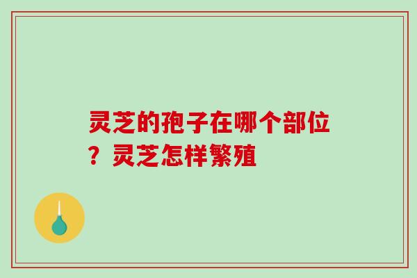 灵芝的孢子在哪个部位?灵芝怎样繁殖-第1张图片-破壁灵芝孢子粉研究指南 灵芝的孢子在哪个部位?灵芝怎样繁殖-第1张图片-破壁灵芝孢子粉研究指南