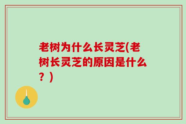 老树为什么长灵芝(老树长灵芝的原因是什么?)-第1张图片-破壁灵芝孢子粉研究指南 老树为什么长灵芝(老树长灵芝的原因是什么?)-第1张图片-破壁灵芝孢子粉研究指南