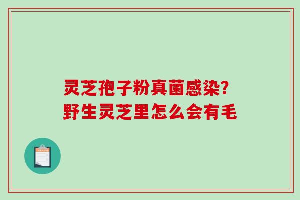 灵芝孢子粉真菌感染?野生灵芝里怎么会有毛-第1张图片-破壁灵芝孢子粉研究指南 灵芝孢子粉真菌感染?野生灵芝里怎么会有毛-第1张图片-破壁灵芝孢子粉研究指南