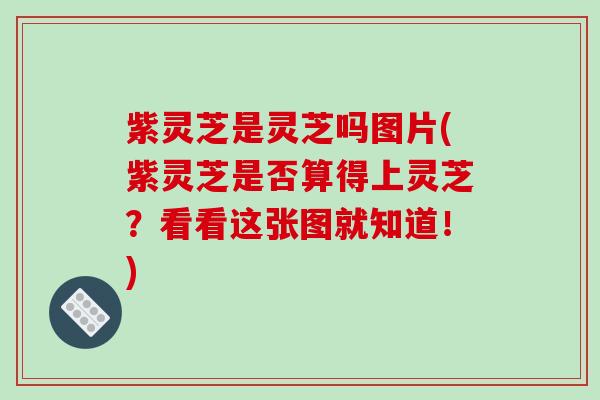 紫灵芝是灵芝吗图片(紫灵芝是否算得上灵芝?看看这张图就知道!)-第1张图片-破壁灵芝孢子粉研究指南 紫灵芝是灵芝吗图片(紫灵芝是否算得上灵芝?看看这张图就知道!)-第1张图片-破壁灵芝孢子粉研究指南