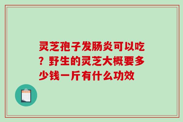灵芝孢子发肠炎可以吃？野生的灵芝大概要多少钱一斤有什么功效-第1张图片-破壁灵芝孢子粉研究指南