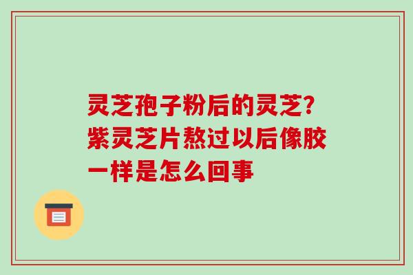 灵芝孢子粉后的灵芝？紫灵芝片熬过以后像胶一样是怎么回事-第1张图片-破壁灵芝孢子粉研究指南