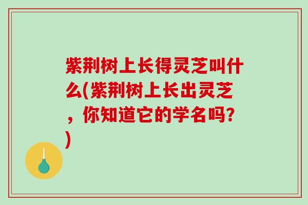 紫荆树上长得灵芝叫什么(紫荆树上长出灵芝,你知道它的学名吗?)-第1张图片-破壁灵芝孢子粉研究指南 紫荆树上长得灵芝叫什么(紫荆树上长出灵芝,你知道它的学名吗?)-第1张图片-破壁灵芝孢子粉研究指南