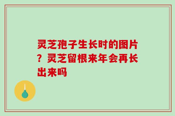 灵芝孢子生长时的图片?灵芝留根来年会再长出来吗-第1张图片-破壁灵芝孢子粉研究指南 灵芝孢子生长时的图片?灵芝留根来年会再长出来吗-第1张图片-破壁灵芝孢子粉研究指南