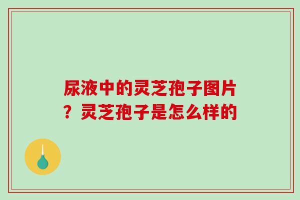 尿液中的灵芝孢子图片？灵芝孢子是怎么样的-第1张图片-破壁灵芝孢子粉研究指南