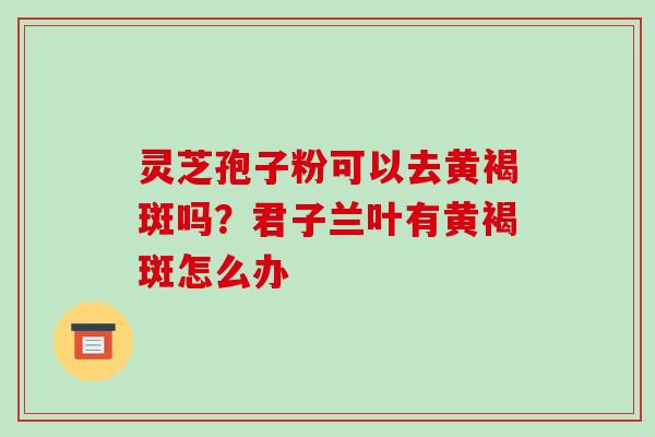灵芝孢子粉可以去黄褐斑吗？君子兰叶有黄褐斑怎么办-第1张图片-破壁灵芝孢子粉研究指南