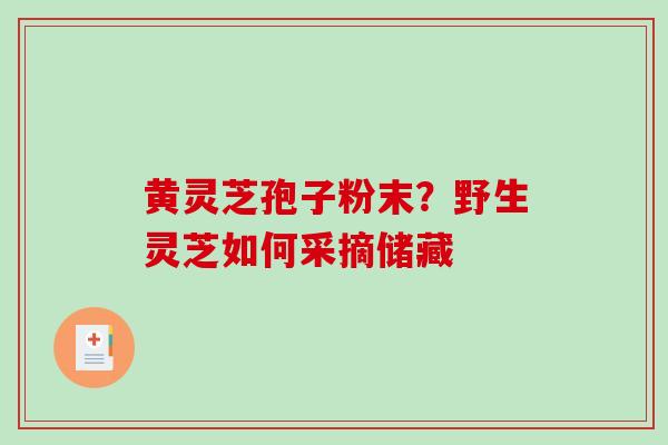 黄灵芝孢子粉末?野生灵芝如何采摘储藏-第1张图片-破壁灵芝孢子粉研究指南 黄灵芝孢子粉末?野生灵芝如何采摘储藏-第1张图片-破壁灵芝孢子粉研究指南