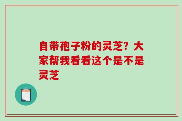 自带孢子粉的灵芝?大家帮我看看这个是不是灵芝-第1张图片-破壁灵芝孢子粉研究指南 自带孢子粉的灵芝?大家帮我看看这个是不是灵芝-第1张图片-破壁灵芝孢子粉研究指南