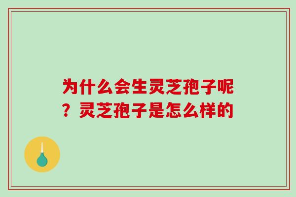 为什么会生灵芝孢子呢?灵芝孢子是怎么样的-第1张图片-破壁灵芝孢子粉研究指南 为什么会生灵芝孢子呢?灵芝孢子是怎么样的-第1张图片-破壁灵芝孢子粉研究指南