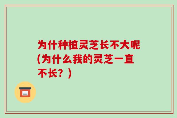 为什种植灵芝长不大呢(为什么我的灵芝一直不长?)-第1张图片-破壁灵芝孢子粉研究指南 为什种植灵芝长不大呢(为什么我的灵芝一直不长?)-第1张图片-破壁灵芝孢子粉研究指南