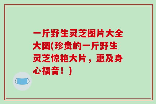 一斤野生灵芝图片大全大图(珍贵的一斤野生灵芝惊艳大片,惠及身心福音!)-第1张图片-破壁灵芝孢子粉研究指南 一斤野生灵芝图片大全大图(珍贵的一斤野生灵芝惊艳大片,惠及身心福音!)-第1张图片-破壁灵芝孢子粉研究指南