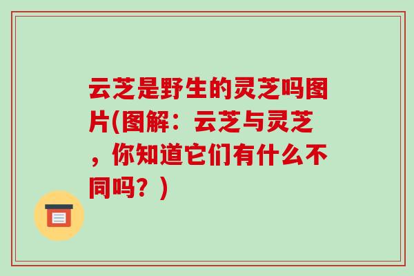 云芝是野生的灵芝吗图片(图解：云芝与灵芝，你知道它们有什么不同吗？)-第1张图片-破壁灵芝孢子粉研究指南