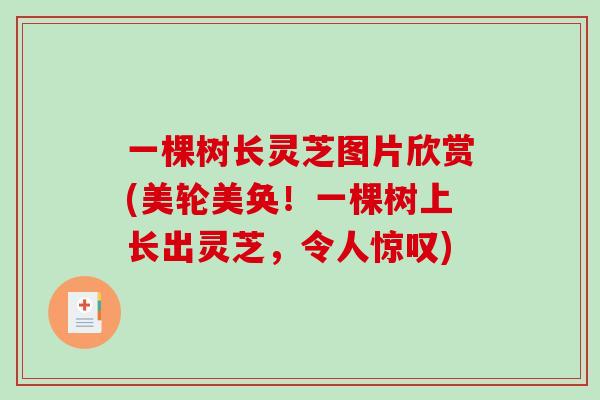 一棵树长灵芝图片欣赏(美轮美奂！一棵树上长出灵芝，令人惊叹)-第1张图片-破壁灵芝孢子粉研究指南