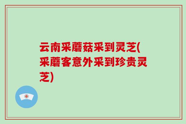 云南采蘑菇采到灵芝(采蘑客意外采到珍贵灵芝)-第1张图片-破壁灵芝孢子粉研究指南 云南采蘑菇采到灵芝(采蘑客意外采到珍贵灵芝)-第1张图片-破壁灵芝孢子粉研究指南