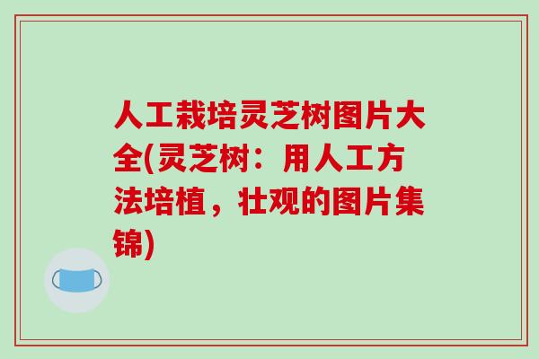 人工栽培灵芝树图片大全(灵芝树:用人工方法培植,壮观的图片集锦)-第1张图片-破壁灵芝孢子粉研究指南 人工栽培灵芝树图片大全(灵芝树:用人工方法培植,壮观的图片集锦)-第1张图片-破壁灵芝孢子粉研究指南