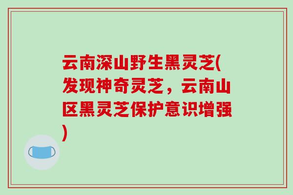 云南深山野生黑灵芝(发现神奇灵芝，云南山区黑灵芝保护意识增强)-第1张图片-破壁灵芝孢子粉研究指南