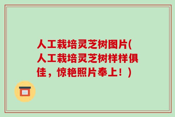 人工栽培灵芝树图片(人工栽培灵芝树样样俱佳，惊艳照片奉上！)-第1张图片-破壁灵芝孢子粉研究指南