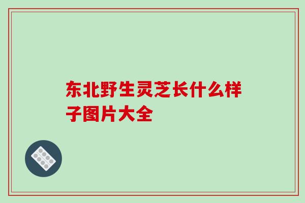 东北野生灵芝长什么样子图片大全-第1张图片-破壁灵芝孢子粉研究指南