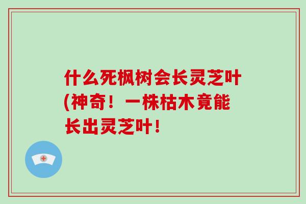 什么死枫树会长灵芝叶(神奇!一株枯木竟能长出灵芝叶!-第1张图片-破壁灵芝孢子粉研究指南 什么死枫树会长灵芝叶(神奇!一株枯木竟能长出灵芝叶!-第1张图片-破壁灵芝孢子粉研究指南