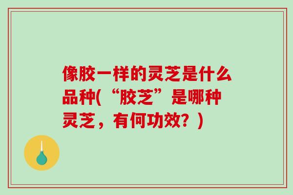 像胶一样的灵芝是什么品种(“胶芝”是哪种灵芝,有何功效?)-第1张图片-破壁灵芝孢子粉研究指南 像胶一样的灵芝是什么品种(“胶芝”是哪种灵芝,有何功效?)-第1张图片-破壁灵芝孢子粉研究指南