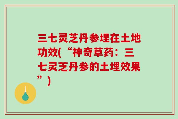 三七灵芝丹参埋在土地功效(“神奇草药：三七灵芝丹参的土埋效果”)-第1张图片-破壁灵芝孢子粉研究指南