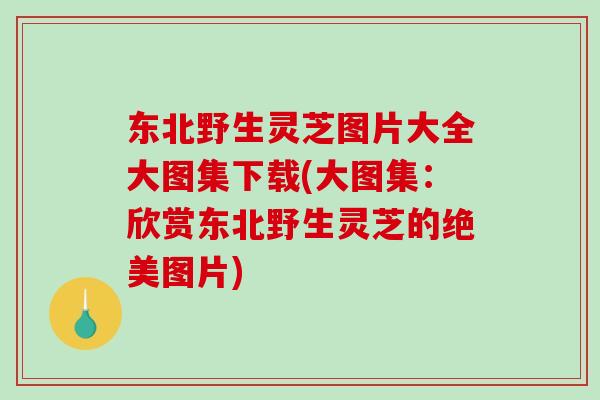 东北野生灵芝图片大全大图集下载(大图集:欣赏东北野生灵芝的绝美图片)-第1张图片-破壁灵芝孢子粉研究指南 东北野生灵芝图片大全大图集下载(大图集:欣赏东北野生灵芝的绝美图片)-第1张图片-破壁灵芝孢子粉研究指南