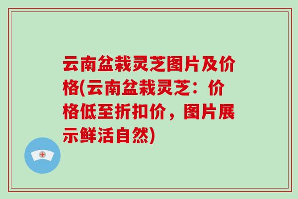 云南盆栽灵芝图片及价格(云南盆栽灵芝:价格低至折扣价,图片展示鲜活自然)-第1张图片-破壁灵芝孢子粉研究指南 云南盆栽灵芝图片及价格(云南盆栽灵芝:价格低至折扣价,图片展示鲜活自然)-第1张图片-破壁灵芝孢子粉研究指南