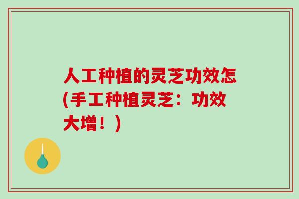 人工种植的灵芝功效怎(手工种植灵芝:功效大增!)-第1张图片-破壁灵芝孢子粉研究指南 人工种植的灵芝功效怎(手工种植灵芝:功效大增!)-第1张图片-破壁灵芝孢子粉研究指南