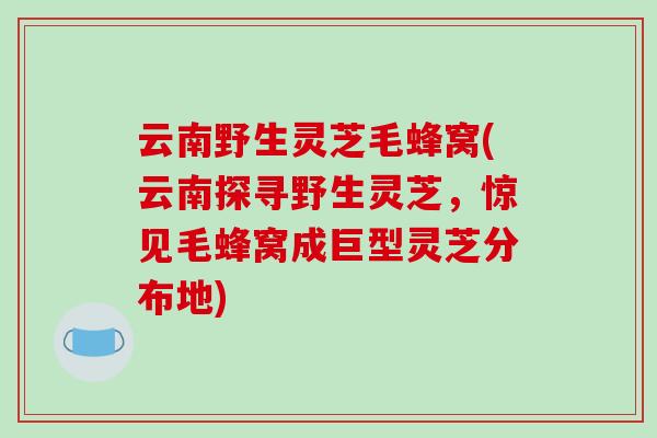 云南野生灵芝毛蜂窝(云南探寻野生灵芝,惊见毛蜂窝成巨型灵芝分布地)-第1张图片-破壁灵芝孢子粉研究指南 云南野生灵芝毛蜂窝(云南探寻野生灵芝,惊见毛蜂窝成巨型灵芝分布地)-第1张图片-破壁灵芝孢子粉研究指南